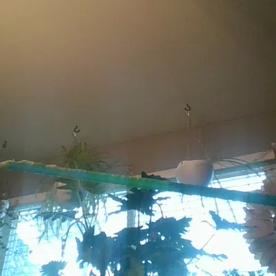 Skull Wand of Doom – Đũa phép đầu lâu hủy diệt