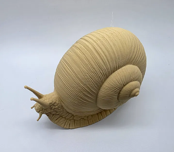 Ốc sên chân thực (Realistic Snail) - Image 5