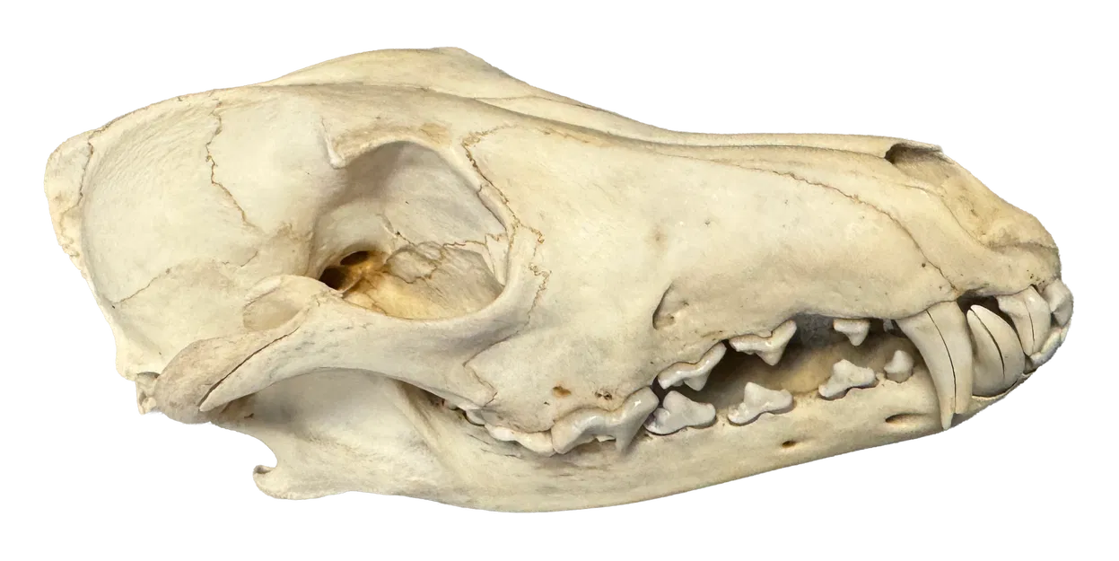 Hộp sọ coyote (coyote skull) - Image 1