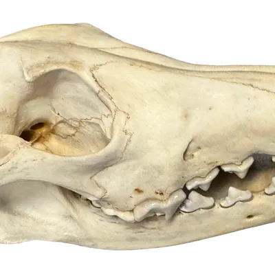 Hộp sọ coyote (coyote skull)