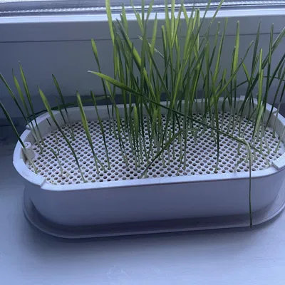 Chậu ươm mầm thủy canh (có lưới chống mèo phá)