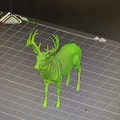 Hươu Đuôi Trắng Đực (Whitetail Buck Deer) (Animal) - Thumbnail 2