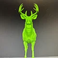 Hươu Đuôi Trắng Đực (Whitetail Buck Deer) (Animal) - Thumbnail 3