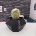 Flowerpot - Chậu trồng xương rồng - Thumbnail 2