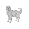 Mẫu 3D Golden Retriever - Thumbnail 1