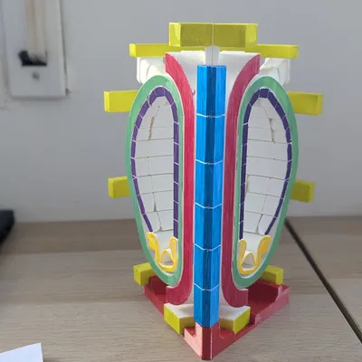 Lát cắt tokamak (tokamak slice)