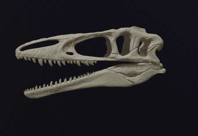 Hộp sọ Megaraptor Replica Skull (tỉ lệ 1:1 & 1:4) - Image 1