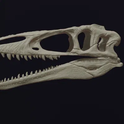 Hộp sọ Megaraptor Replica Skull (tỉ lệ 1:1 & 1:4)