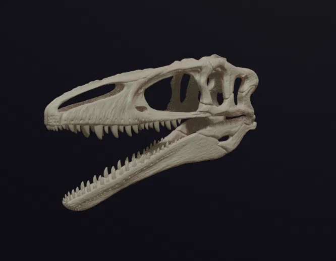 Hộp sọ Megaraptor Replica Skull (tỉ lệ 1:1 & 1:4) - Image 2