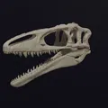 Hộp sọ Megaraptor Replica Skull (tỉ lệ 1:1 & 1:4) - Thumbnail 2