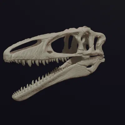 Hộp sọ Megaraptor Replica Skull (tỉ lệ 1:1 & 1:4)