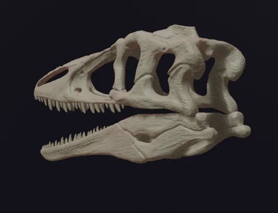 Hộp sọ Megaraptor Replica Skull (tỉ lệ 1:1 & 1:4) - Image 3