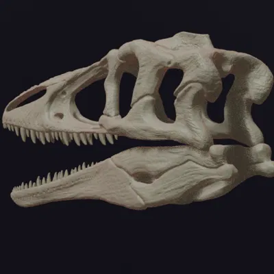 Hộp sọ Megaraptor Replica Skull (tỉ lệ 1:1 & 1:4)