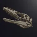 Hộp sọ Megaraptor Replica Skull (tỉ lệ 1:1 & 1:4) - Thumbnail 4
