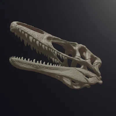 Hộp sọ Megaraptor Replica Skull (tỉ lệ 1:1 & 1:4)