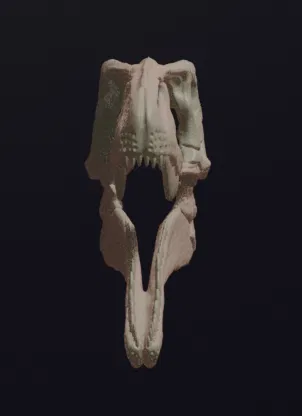 Hộp sọ Megaraptor Replica Skull (tỉ lệ 1:1 & 1:4) - Image 5