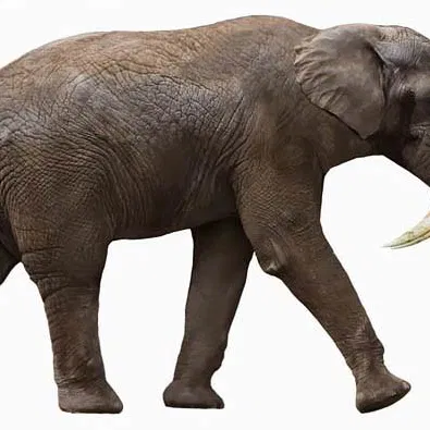 Deinotherium