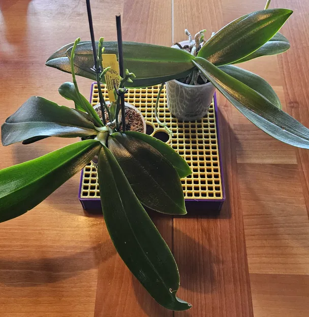 Khay Tăng Độ Ẩm (đặc biệt cho lan) - Image 2