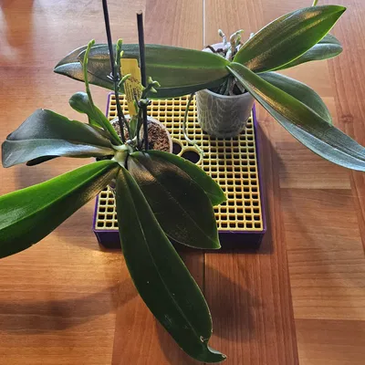 Khay Tăng Độ Ẩm (đặc biệt cho lan)