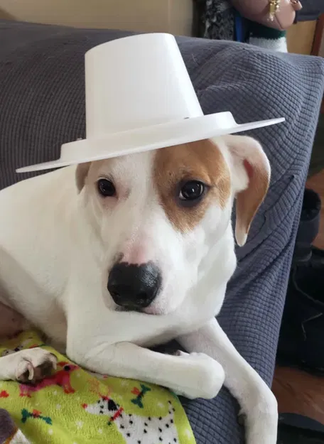 ~1/4 Scale ACA Banshee 115 Siren – Mô hình siren hoạt động (8 port hoặc 9/12 port) - Image 7