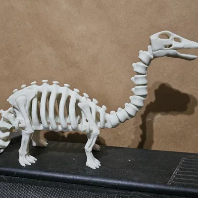 Bộ xương khủng long khớp nối (articulated) số 7