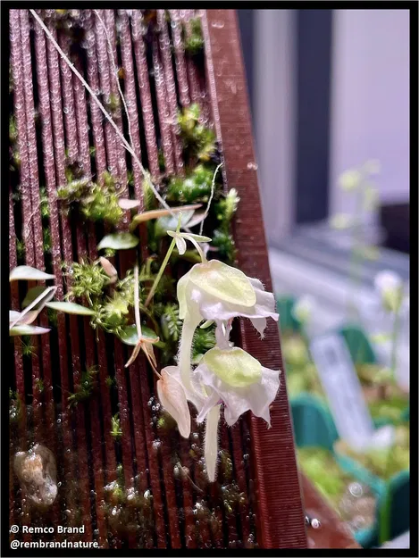 Chậu trồng cây epiphyte lâu năm (ăn thịt), lan & dương xỉ - Image 1