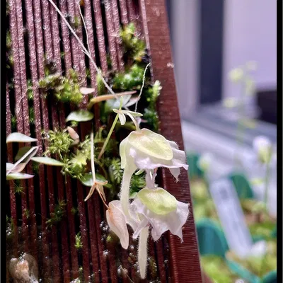 Chậu trồng cây epiphyte lâu năm (ăn thịt), lan & dương xỉ