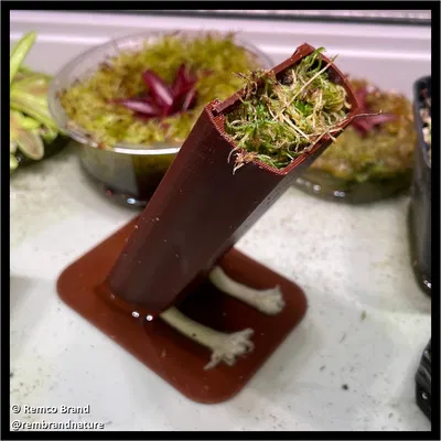 Chậu trồng cây epiphyte lâu năm (ăn thịt), lan & dương xỉ