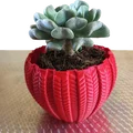 Chậu Succulent 001 – In Nhanh, Chi Tiết Cực Đẹp - Thumbnail 4