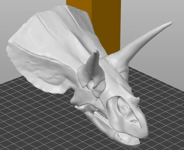 Hộp sọ Triceratops - Image 1