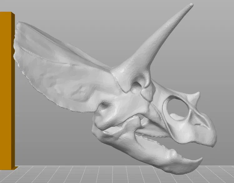 Hộp sọ Triceratops - Image 2