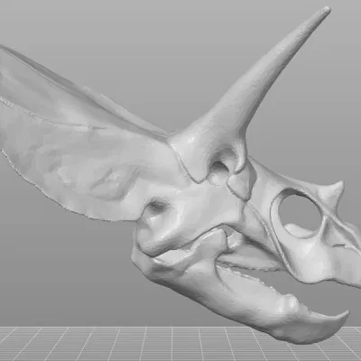 Hộp sọ Triceratops