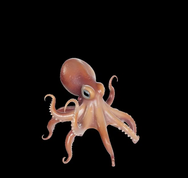 Bạch tuộc (Octopus) dễ thương - Image 1