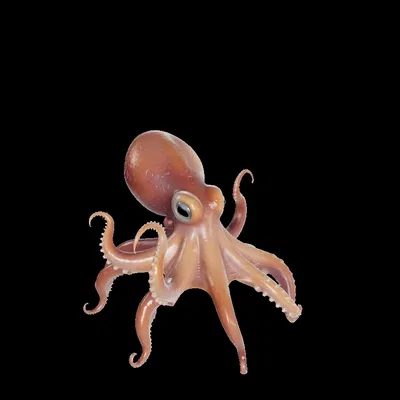 Bạch tuộc (Octopus) dễ thương