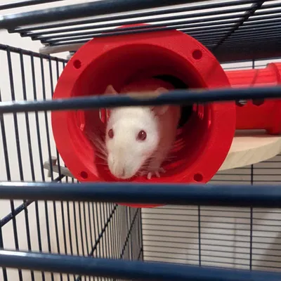 V2 Modular Rat & Rodent HQ - Đường hầm tùy biến 80 mm