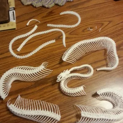 Bộ Xương Rắn (Snake Skeleton!)