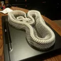 Bộ Xương Rắn (Snake Skeleton!) - Thumbnail 6