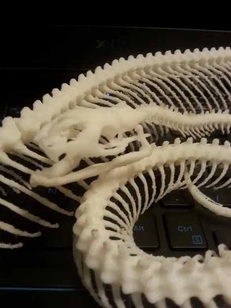 Bộ Xương Rắn (Snake Skeleton!) - Image 14