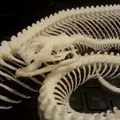 Bộ Xương Rắn (Snake Skeleton!) - Thumbnail 14