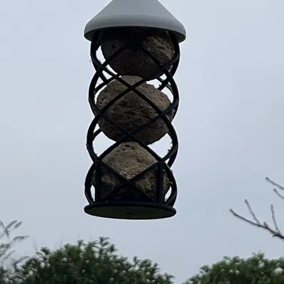 Bird fatball feeder (máng treo fatball cho chim)