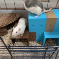 Hệ Hầm/Nhà Modular cho Rat & Gặm Nhấm – Tùy Biến 100mm - Thumbnail 7