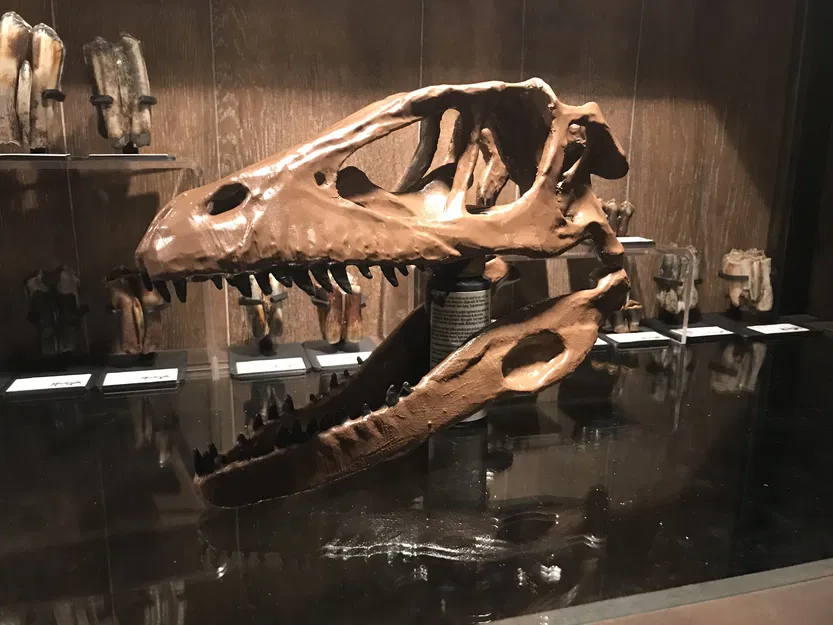 Hộp sọ Deinonychus Antirrhopus (raptor) kích thước thật – bản unsliced - Image 1