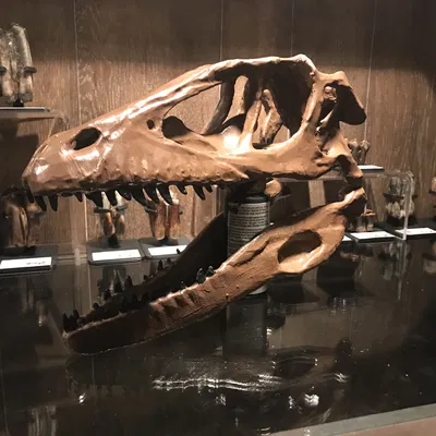 Hộp sọ Deinonychus Antirrhopus (raptor) kích thước thật – bản unsliced