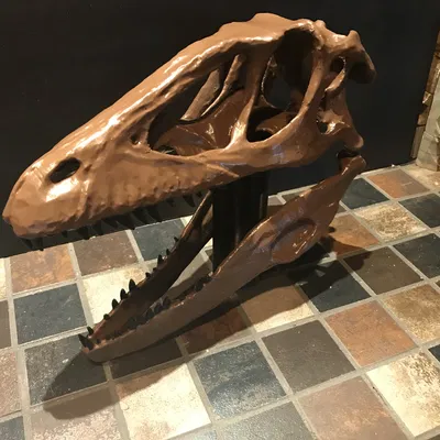 Hộp sọ Deinonychus Antirrhopus (raptor) kích thước thật – bản unsliced