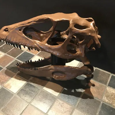 Hộp sọ Deinonychus Antirrhopus (raptor) kích thước thật – bản unsliced