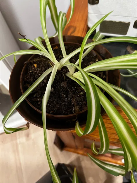 Chậu Trồng Cây Tự Tưới (Self Watering Planter Pot) In 3D - Image 6