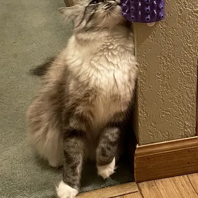 Scratch-A-Cat (có thể nhét catnip vào bên trong!)