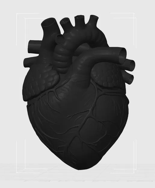 Trái Tim Giải Phẫu Mặt Lưng Phẳng - Image 1