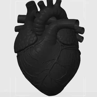 Trái Tim Giải Phẫu Mặt Lưng Phẳng