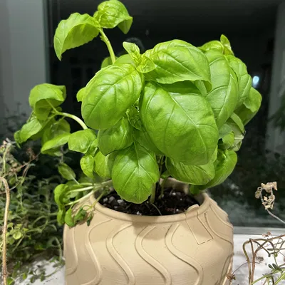 Chậu Tự Tưới Nước V2 (Self-Watering Planter V2)